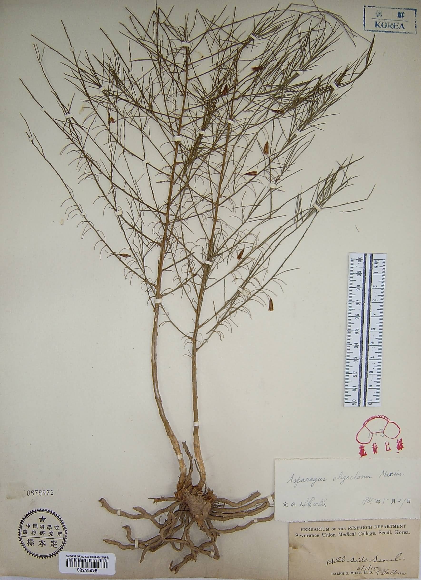  p> b>南玉带 /b>是 a href="#" data-lemmaid="6632464">天门冬科 /a