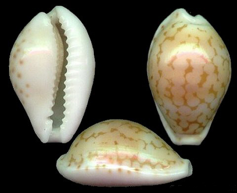  p>蛇皮宝螺(学名:cribrarula pellisserpentis pellisserpentis)是