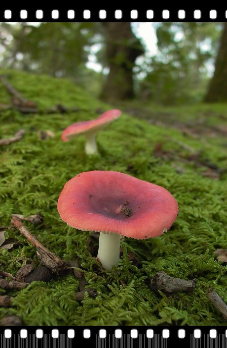  p>红蘑菇,学名红椎菌,野生珍贵的食用真菌,由于颜色鲜红而得名,能