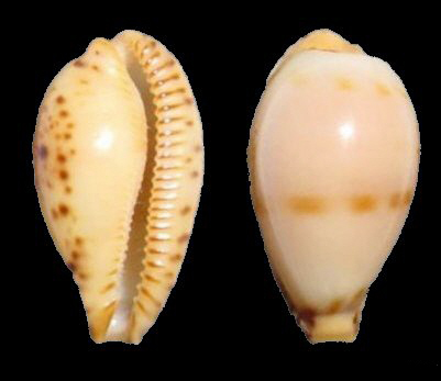  p>姑娘宝螺(学名:palmulacypraea musumea musumea)是腹足纲宝螺科的
