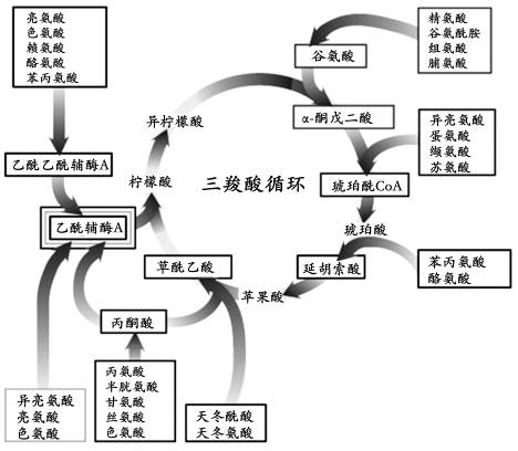  p>三羧酸循环(tricarboxylic acid cycle,tca cycle)是 a target="