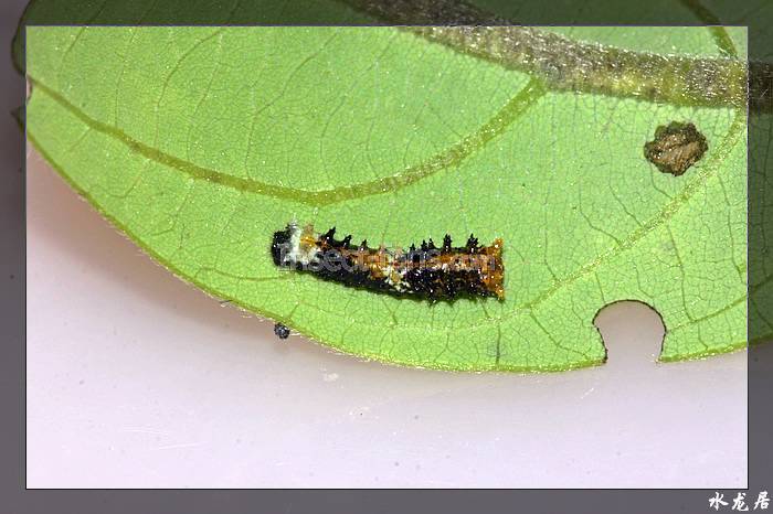  p>斑凤蝶( i>chilasa clytia /i>&nbsp;linnaeus,1758)是凤蝶科