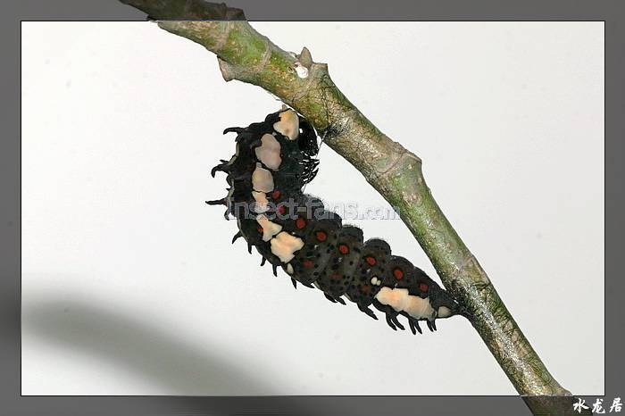  p>斑凤蝶( i>chilasa clytia /i>&nbsp;linnaeus,1758)是凤蝶科