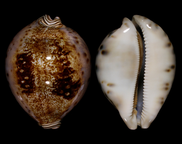  p>王子宝螺(学名:leporicypraea valentia valentia)是腹足纲宝螺科