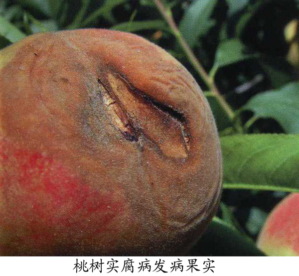 病斑初为褐色水渍状斑点,后迅速扩展,边缘变为褐色,果肉腐烂;后期病果