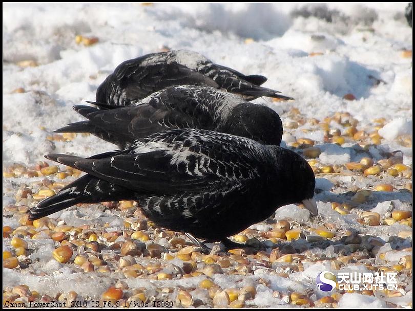  p>黑百灵(学名: i>melanocorypha yeltoniensis /i>),是百灵科百灵属