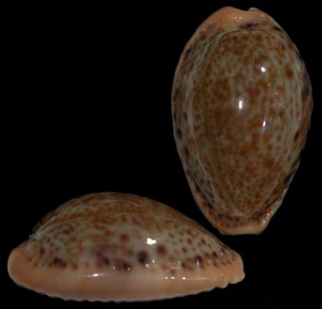  p>加勒比海宝螺(学名:erosaria spurca spurca)是腹足纲宝螺科的 a