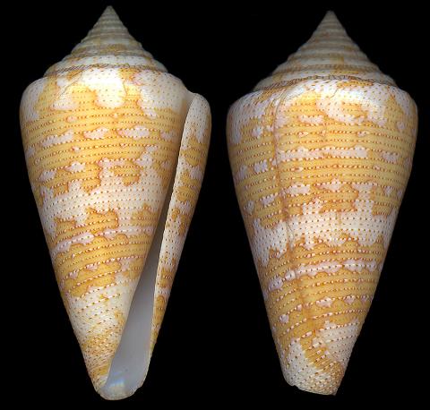  p>地图芋螺是新腹足目芋螺科的一类动物,螺壳尺寸为36 - 67 mm,分布