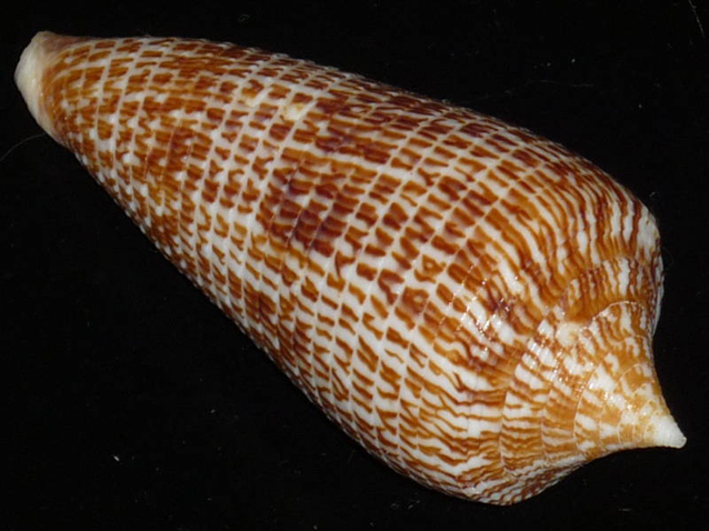  p>犰狳芋螺(学名:asprella armadillo)花纹清晰,贝壳厚实.