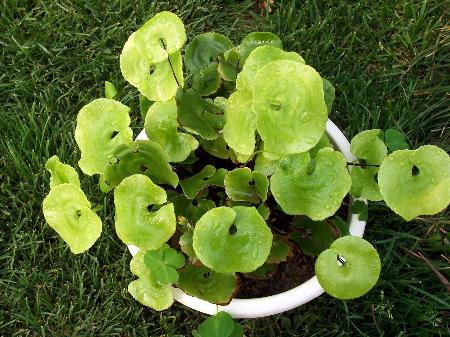 lemmaid="18222">热带雨林 /a>中,需光量较少﹑竹芋类﹑蕨类植物等