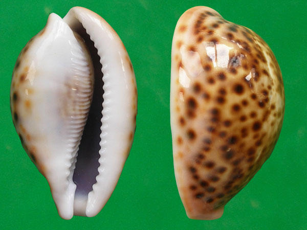  p>花豹宝螺(学名:cypraea pantherina )是腹足纲宝螺科的软体动物.