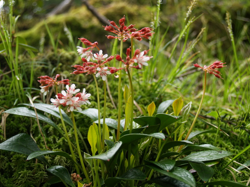 berneuxia thibetica decne.