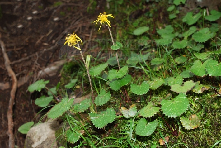 总状花序/795476" data-lemmaid="795476">总状花序 /a>;苞片狭披针形