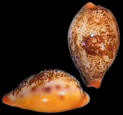  p>凯瓦兰福宝螺是 a href="#" data-lemmaid=