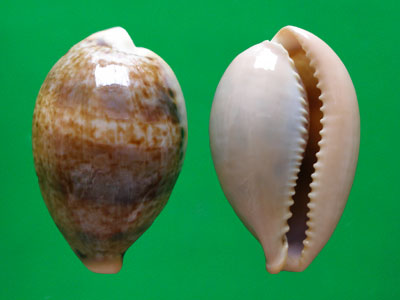  p>玉女宝螺(学名:austrasiatica hungerfordi hungerfordi)是 a href