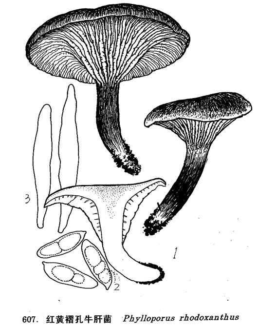  p>红黄褶孔牛肝菌,伞菌目, a target="_blank" href="/item/牛肝菌科