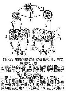  p>花药(anther)是 a href="#" data-lemmaid="2602874">花丝 /a>顶端