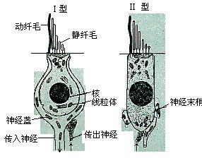  p>机械刺激感受器 (mechanoreceptor)是位于皮肤,内