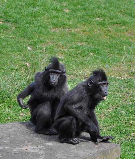  p>黑冠猕猴(学名: i>macaca nigra /i>):为猕猴属下的一种,尾短,眉