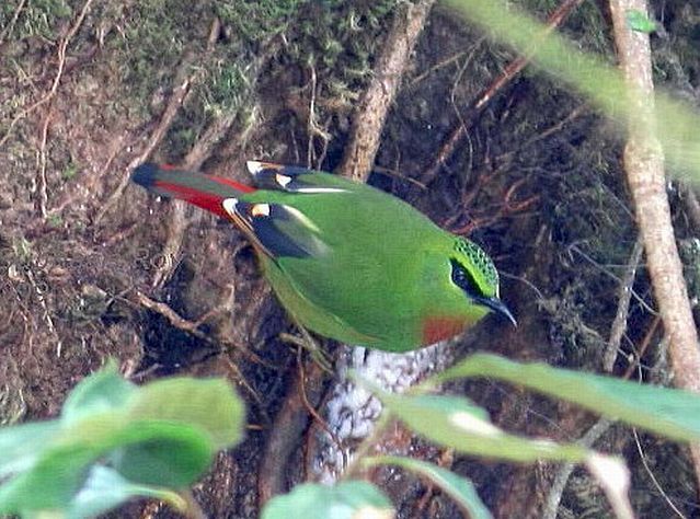  p>火尾绿鹛(学名: i>myzornis pyrrhoura /i>)是莺科,绿鹛属小型鸟类