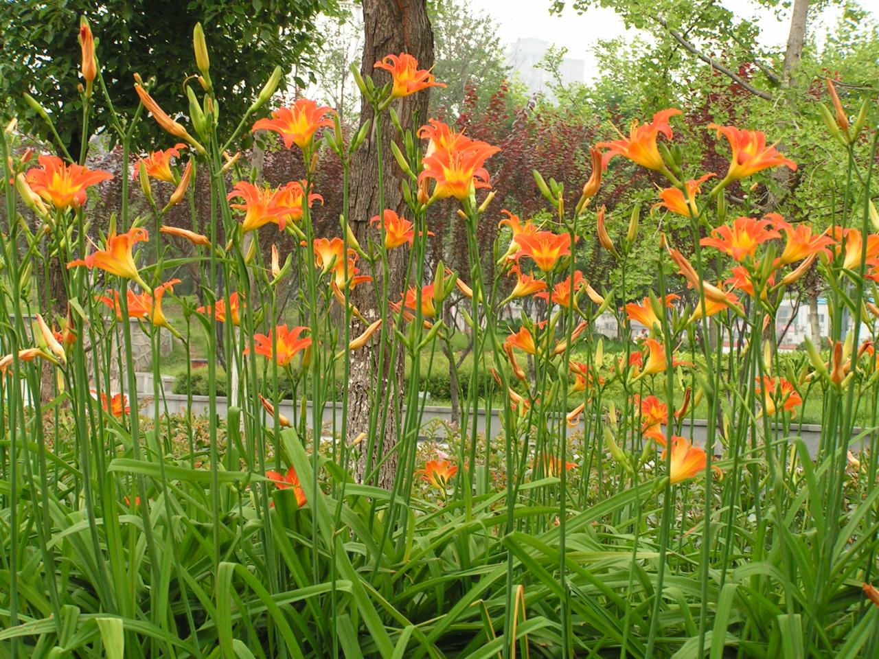 是阿福花科,萱草属植物.