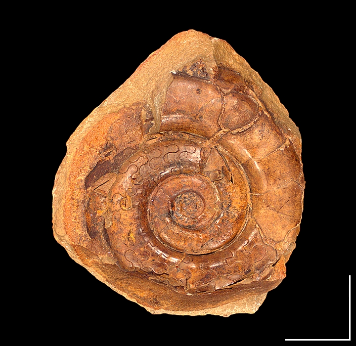  p>拟包盘菊石,属于动物界齿菊石目,拟外盘菊石科. /p>