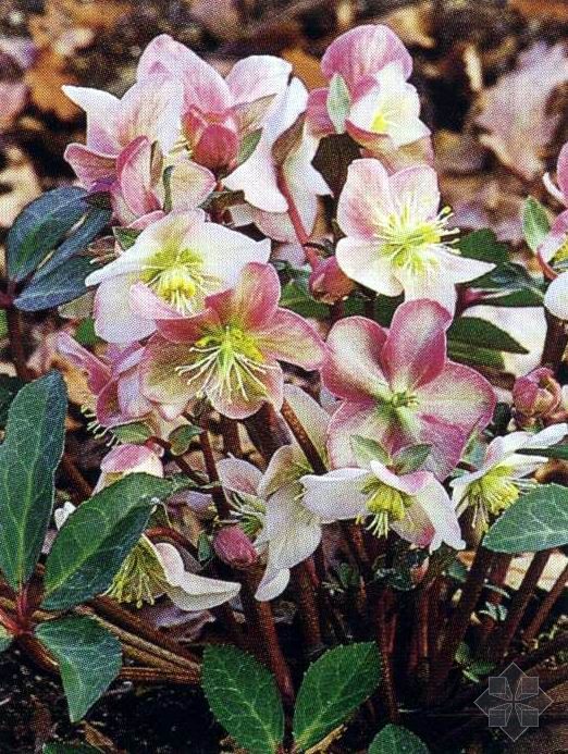  p>铁筷子( i>helleborus thibetanus /i> franch.