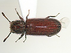  p>鳞毛粉蠹(学名:minthea rugicollis)属于鞘翅目粉蠹科,由f.