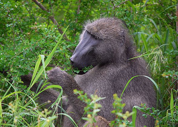chacma baboon
