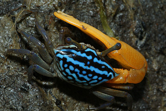  p>孟加拉招潮蟹(学名:uca bengali)最大的特征是雄蟹具有一对大小