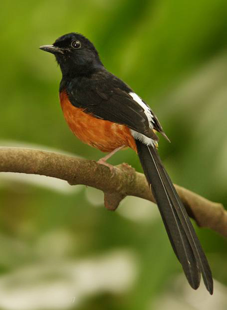 copsychus malabaricus mallopercnus