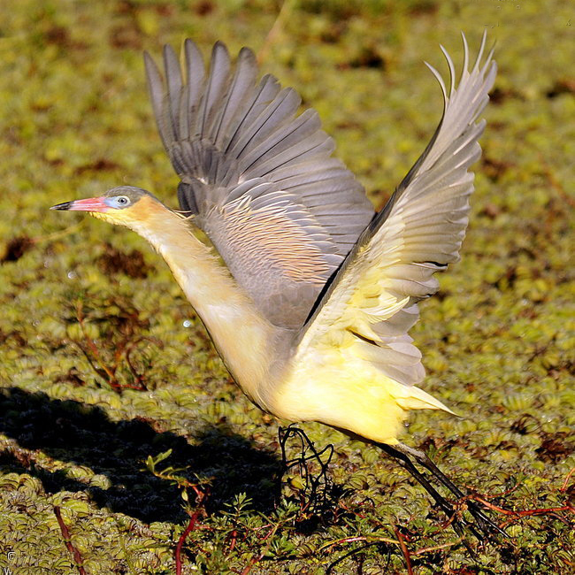  p>啸鹭(学名: i>syrigma sibilatrix /i>,英文名:whistling heron)是