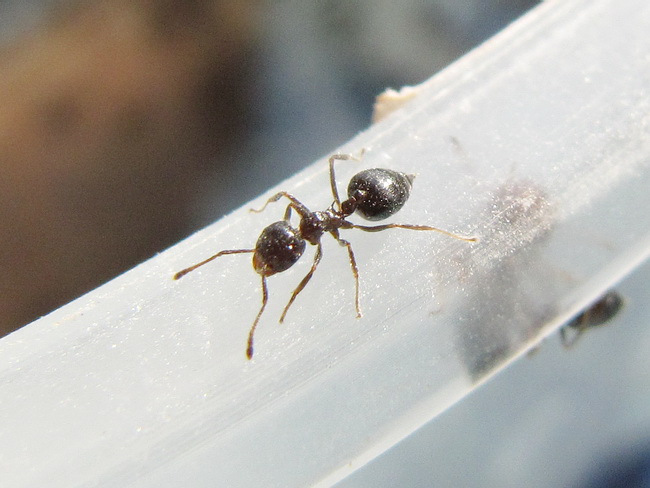 p>举腹蚁属(crematogaster) 指的是 a target="_blank" href="/item