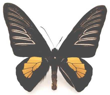  p>奈爱丝小斑裳凤蝶(学名:troides haliphron naias)是凤蝶科 a