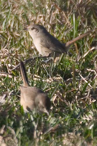  p>短嘴卡纳灶鸟, a href="#" data-lemmaid="3516708">脊索动物门 /a