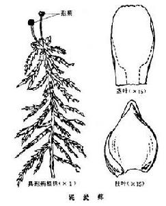  p data-id="go01j71x6j">藓类, a target="