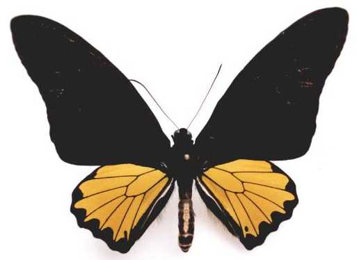 troides helena hephaestus