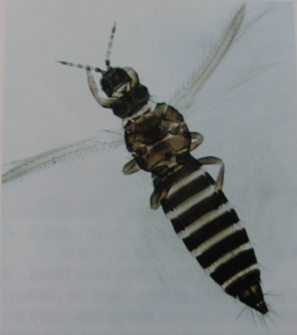  p>花蓟马是属于 a href="#" data-lemmaid="5078230">缨翅目 /a>蓟马