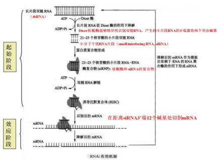 RNA干扰_百度百科