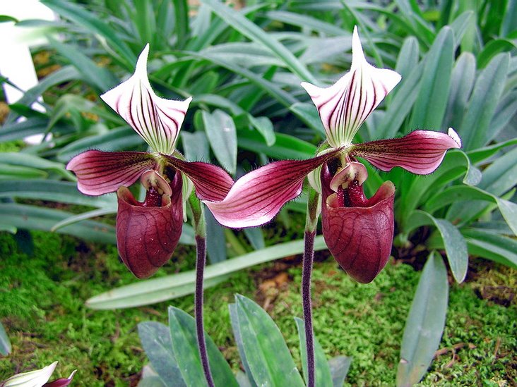 a target="_blank" href="/item/兜兰属">兜兰属 /a>地生或半附生植物