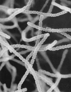 vinelandii( a href="#" data-lemmaid="14441014">棕色固氮菌 /a>)等