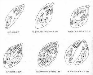  p data-id="gnb2ekhr75">弓形虫病或弓形体病(toxoplasmosis)是由