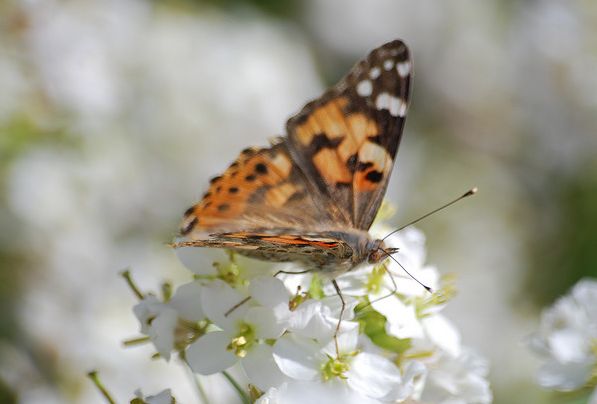  p>小红蛱蝶(学名: i>vanessa cardui /i>)是蛱蝶科红蛱蝶属的一种