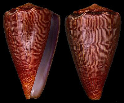 ductoconus princeps lineolatus