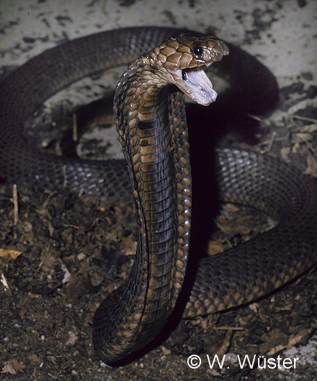  p>唾蛇(学名:hemachatus haemachatus)是蛇亚目眼镜蛇科下一个有毒的