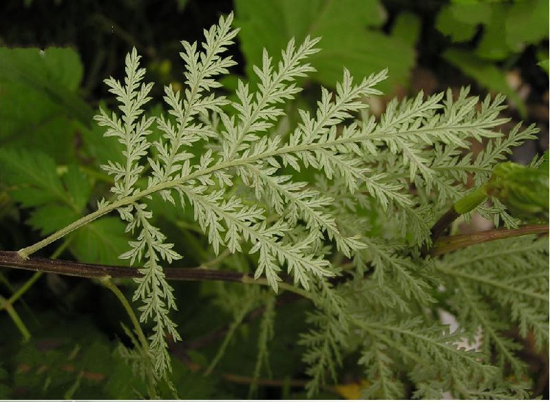 artemisia sacrorum var. messerschmidtiana