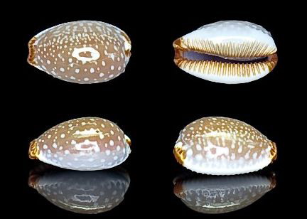  p>厚皮宝螺(学名:staphylaea limacina interstincta )是腹足纲宝螺