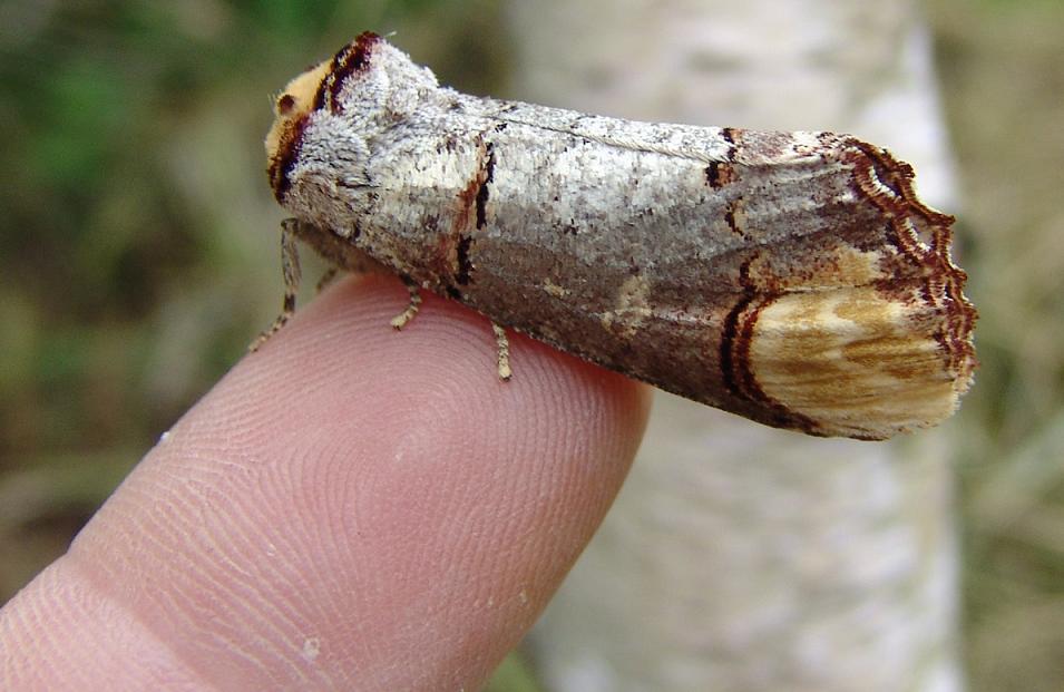  p>昆虫名,为鳞翅目,舟蛾科.