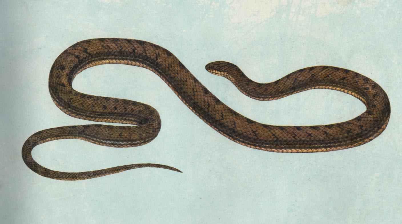  p>温泉蛇,thermophis baileyi (wall,1907),游蛇科温泉蛇属,是中国独