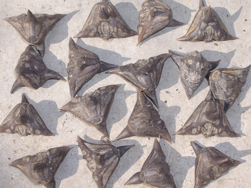  p> a href="#" data-lemmaid="8864971">四角菱 /a>(学名: i>trapa